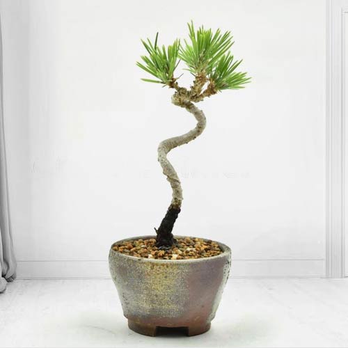 Japan Black Pine Bonsai-Send Sympathy Plant