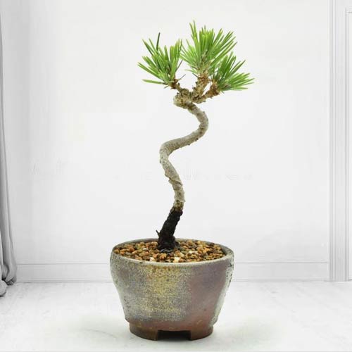 - Send Sympathy Plant