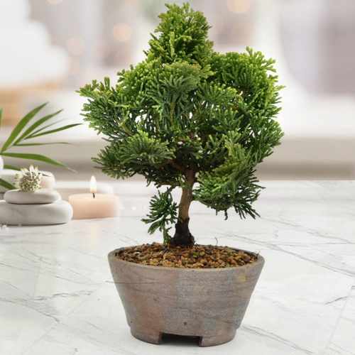 Tsuyama Hinoki Mini Bonsai