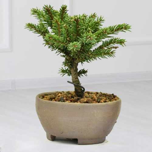 Ezo Sprouce Mini Bonsai-Mother's Day Delivery Plants