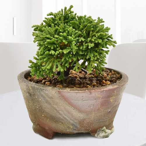 Renzan Hinoki Mini Bonsai-House Plant Gift Delivery