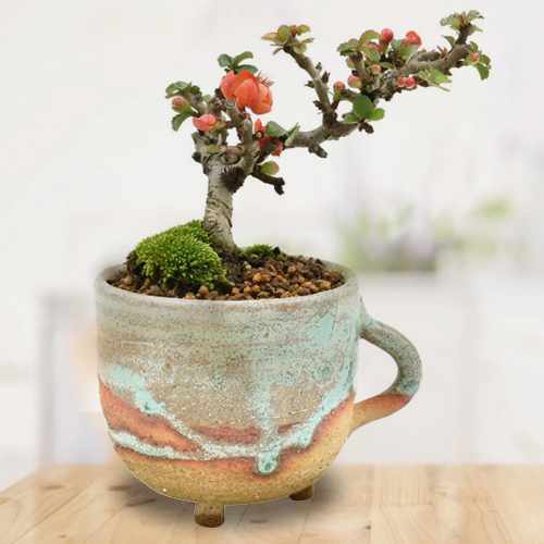 Mini Bonsai Tea Cup Pot-Get Well Plant Delivery