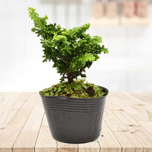 Sekka Hinoki-Send Plant To Funeral Home