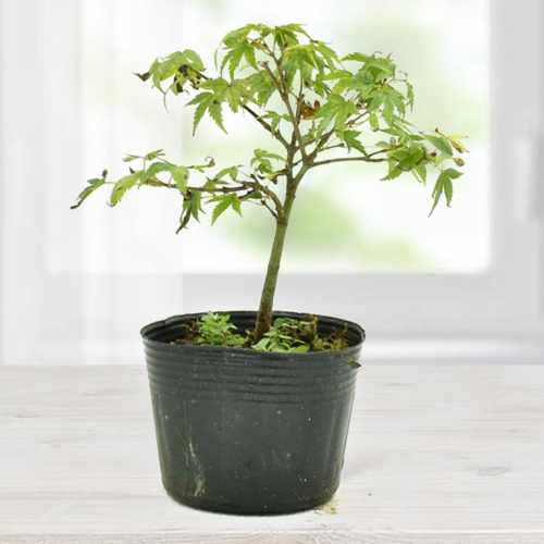 Kiyohime  Japan Maple-Plants To Send For Condolences