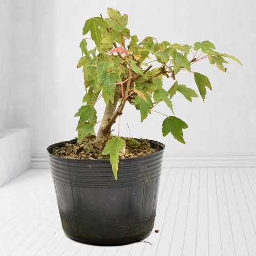 Tsuten Trident Maple-Appropriate Plant For Sympathy