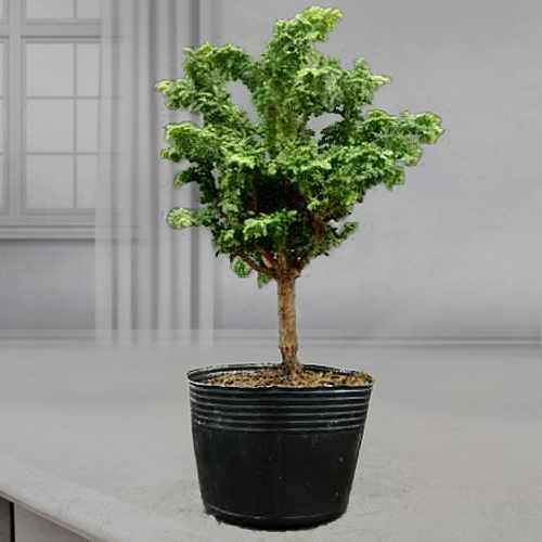 Sekka Hinoki Bonsai Set-Send Plants To Friends