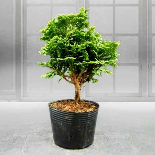 Tsuyama Hinboki Bonsai-Send Housewarming Plant