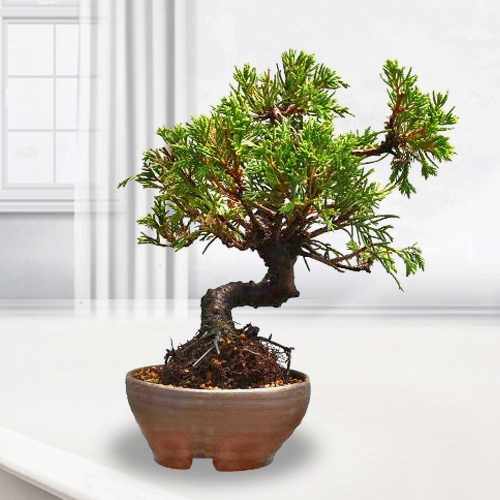 Juniper Bonsai Set-Potted Plants To Send As Gifts