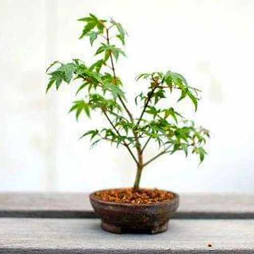 Kiyohime  Maple Bonsai Set-Plants To Send To Someone
