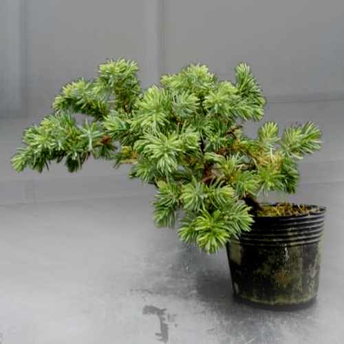 Juniper Bonsai-Send An Outdoor Plant Gift