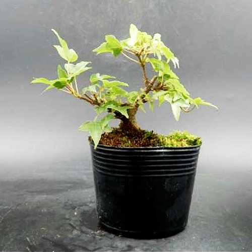 Maple Bonsai-Best Sympathy Plants To Send