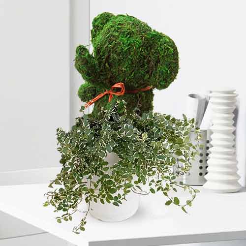 Mossy Animal Plant-Plants For Birthday