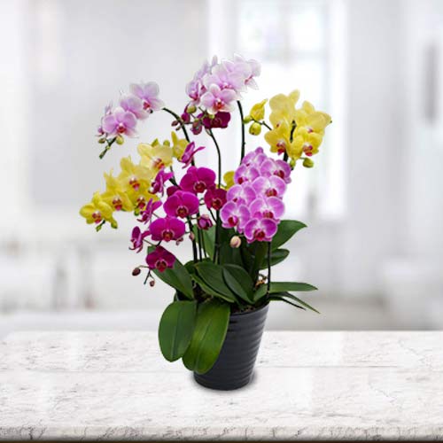 Orchid Arrangements-Sending Orchids As A Gift