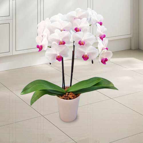 Luxourious Pink Orchids