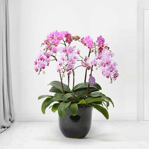 Phalaenopsis Orchid 5 Stem-Orchid Plant Delivery