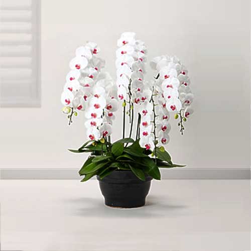 Premium White Phalaenopsis 5 Stems-Send Orchid Plant Gift