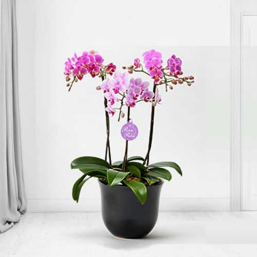 Middy Phalaenopsis Orchid 3 Stem-Send An Orchid Plant To Someone