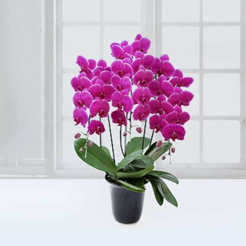 - Sympathy Orchid Delivery