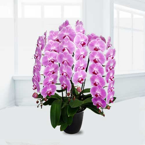 Pink Phalaenopsis 5 Stems-Sending Orchids By Mail