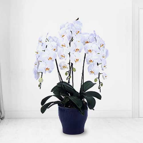 White Phalaenopsis 3 Stems-Sympathy Orchid Delivery