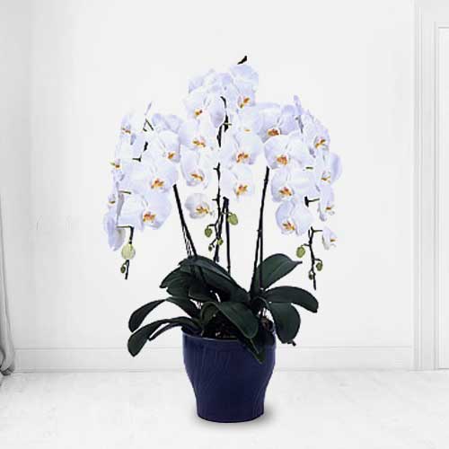 - Sympathy Orchid Delivery