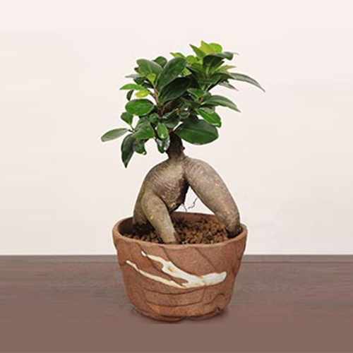 Fiery Banyan Plants-Housewarming Plant Gifts