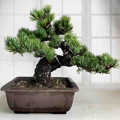 Medium Size White Pine Bonsai-Send Someone A Bonsai Tree