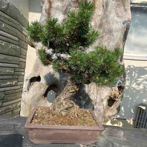 Senjumaru Black Pine-Send Garden Plants Online