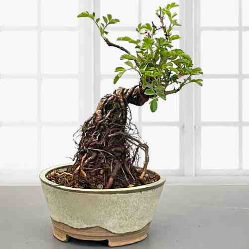 Japanese  Mini Bonsai-Get Well Soon Plants Delivery