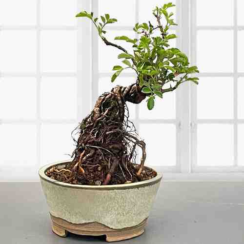 Japanese  Mini Bonsai