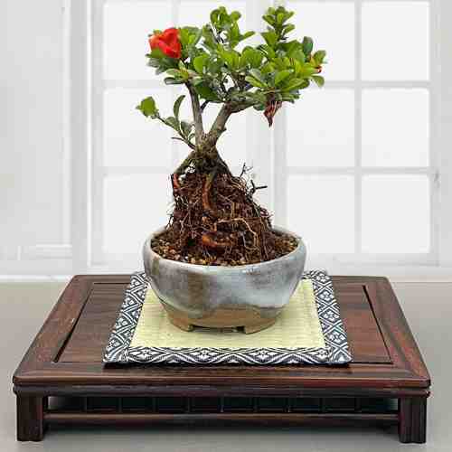 Rose Mini Bonsai-Mother's Day Potted Flower Delivery