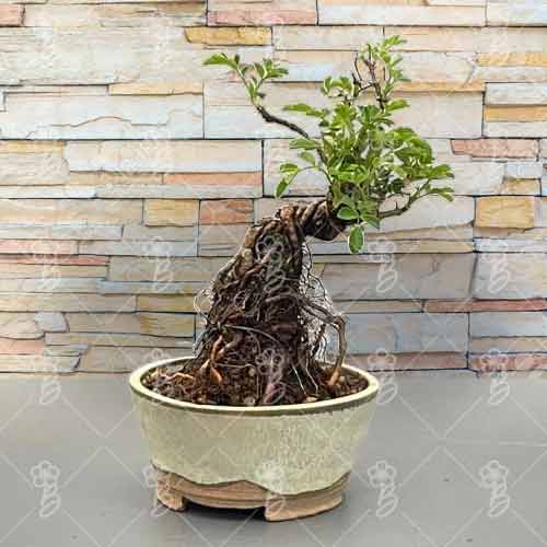 Rose Mini Bonsai-Mother's Day Potted Flower Delivery