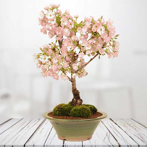 Bonsai Cherry Tree-Buy Cherry Bonsai Tree Online In Japan