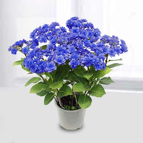 Potted Hydrangea-Hydrangea For Mother's Day
