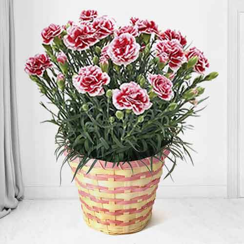 Potted Strawberry Cream Carnation-Potted Flowers For Mother's Day