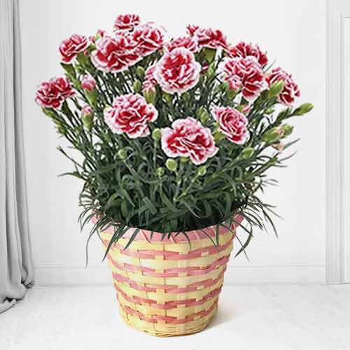 Potted Strawberry Cream Carnation-Potted Flowers For Mother's Day