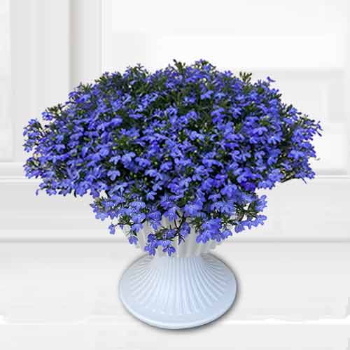 Potted Lobelia-Mother's Day Potted Flower Delivery