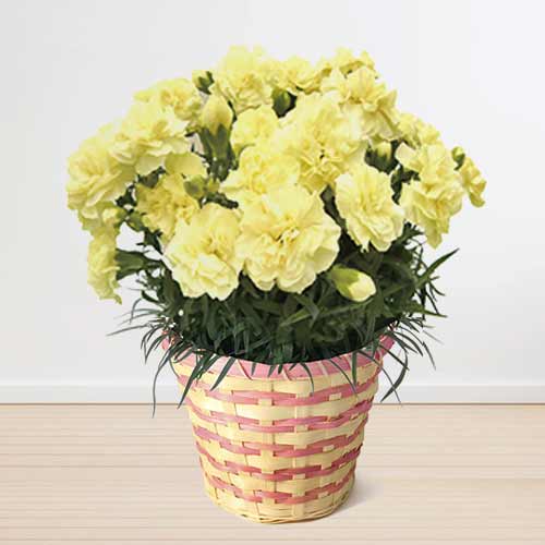 Potted Yellowish Carnation-Carnation For Mother's Day