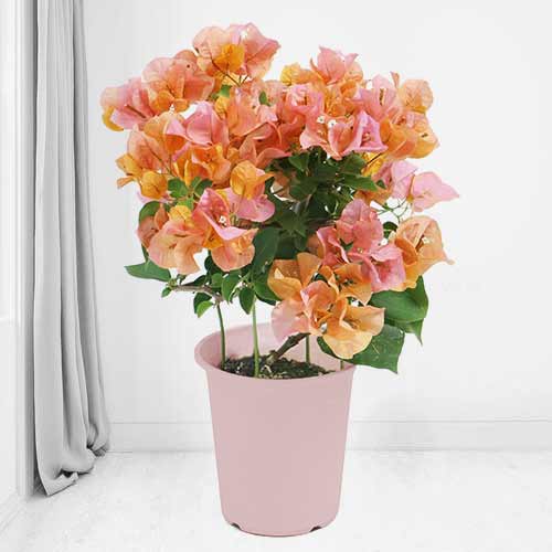 Potted Bougainvillea-Mother's Day Delivery Plants