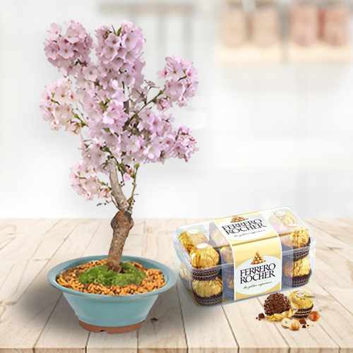 Cherry Blossoms Surprice-Cherry Blossom Bonsai And Chocolate Delivery