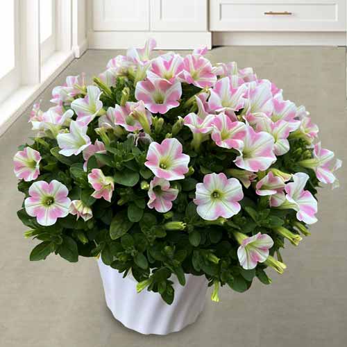 Mother’s Day Floral Gifts