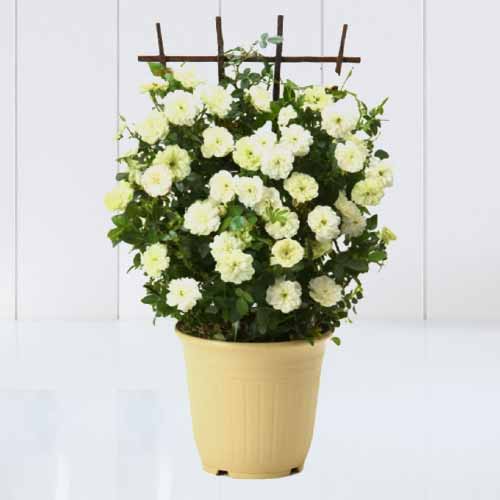 Top-rated Mother’s Day Flowers