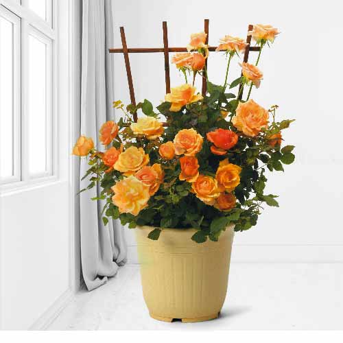 Elegant Flower Gift For Mother’s Day