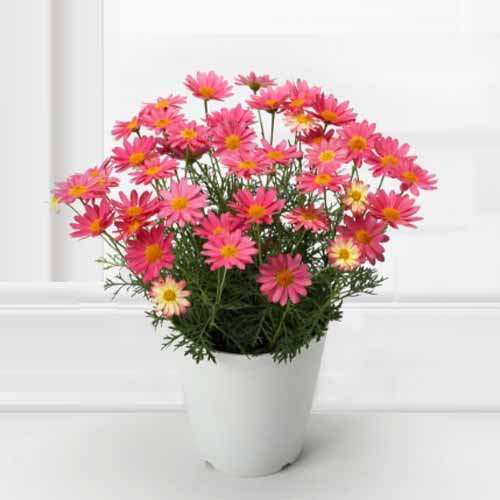 Sunshine Charm Margaret Pot-Flower Shop Delivery For Mother’s Day