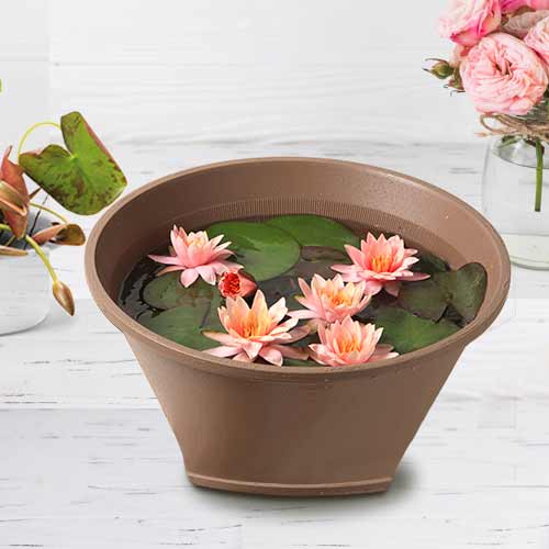 Elegant Water Lily In Pot-Mother's Day Floral Surprise
