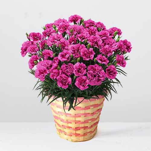Flower Gifts For Mom From Daughter
