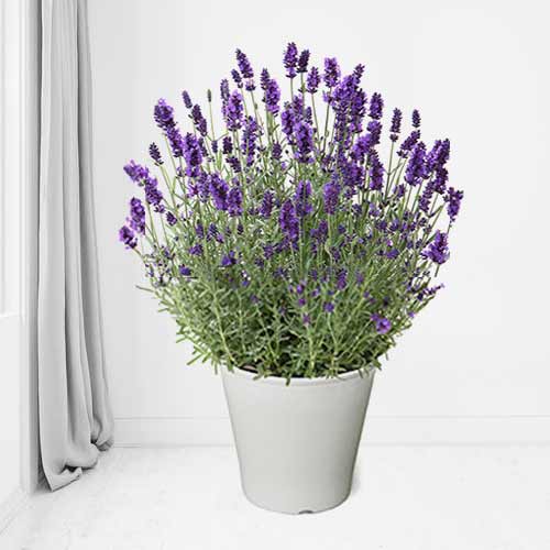 Petal Falls Lavender Garden Pot-Flower Basket For Mother’s Day
