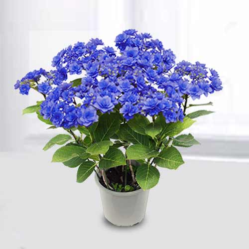 Exotic Flowers For Mother's Day
