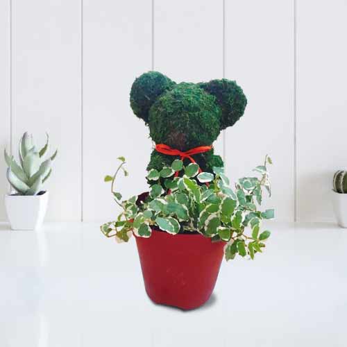 Bear Moss-Send Birthday Plant Gift