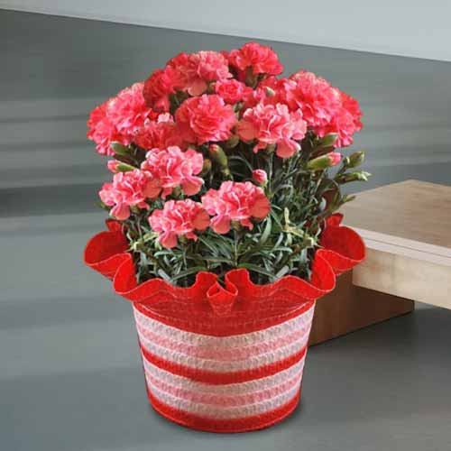 A Blooming Gift Of Joy